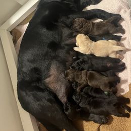 Black boy 1 - Black male Labrador Retriever puppy in Cleveland, Ohio from Brookside Labrador Retrievers