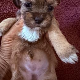 Girl 3 - Black gold and white female Shorkie puppy in Florida from Shih tzus and Shorkies Galore
