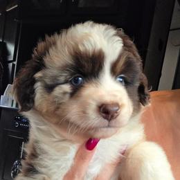 Miniature American Shepherd Puppies from Jem Miniature American Shepherds