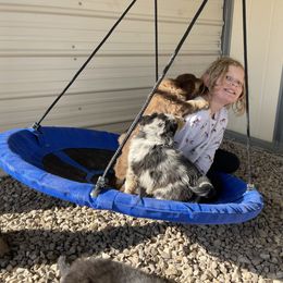 Australian Shepherd, Miniature American Shepherd, and Miniature Australian Shepherd Puppies from Painted Blue Aussies