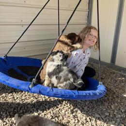 Australian Shepherd, Miniature American Shepherd, and Miniature Australian Shepherd Puppies from Painted Blue Aussies