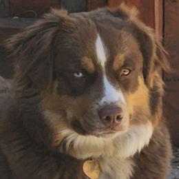 Autumn - Miniature Australian Shepherd