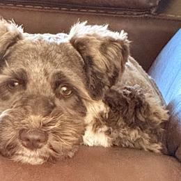 Badu - Miniature Schnauzer