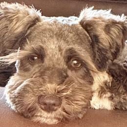 Badu - Miniature Schnauzer