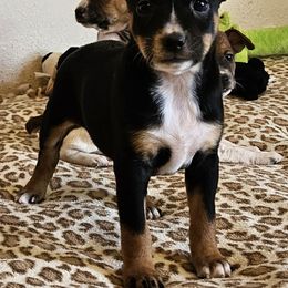 Girl 2 - Black tan and white female Rat Terrier puppy in Apple Valley, California from Dynamite Rat Terriers