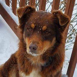 Ginger - Australian Shepherd