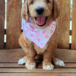 Goldendoodle Puppies from Lucky's Doodlez