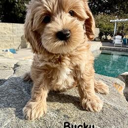 Bucky - Apricot male Australian Labradoodle puppy in Sacramento, California from Delta Breeze Labradoodles