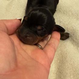 Emaline - Black and tan female Dachshund puppy in Glen Saint Mary, Florida from 🍯 Honey Pot Dachshunds 🐾