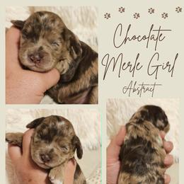 Chocolate Merle Abstract Girl - Merle female Cockapoo puppy in Stayton, Oregon from MoSa Ranch Cockapoos