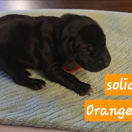 Orange boy - Black male German Shorthaired Pointer puppy in Dahlonega, Georgia from Pointer Mountain Bird Dogs