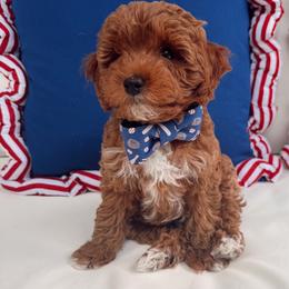 Fisher,now BEAU - Red  male Goldendoodle puppy in Lillington, North Carolina from Peace, Love, and Puppies at the Creek