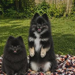 Naboo - Pomeranian