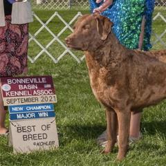 Australian Shepherds and Chesapeake Bay Retrievers from Firestorm Australian Shepherds