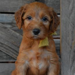Female 4 - Yellow Collar - Apricot female Irish Doodle puppy in Macedon, New York from Toodles Goldendoodles
