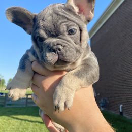 French Bulldog Puppies from Bourbon Country Bullies