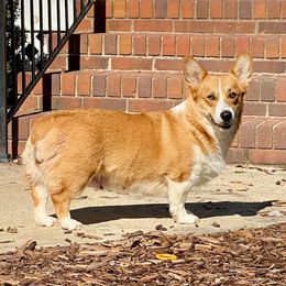 Meadow - Pembroke Welsh Corgi
