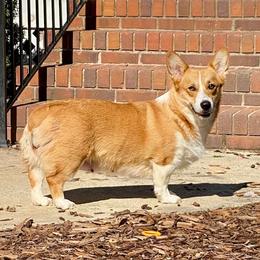 Meadow - Pembroke Welsh Corgi
