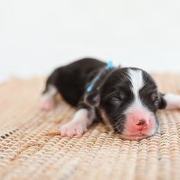 Kraken - Black and tan male Pembroke Welsh Corgi puppy in Mona, Utah from Sorensen Corgis