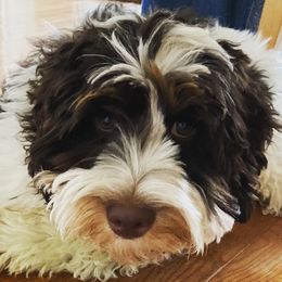Phil - Australian Labradoodle