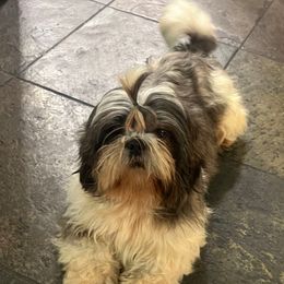 Estrella - Shih Tzu