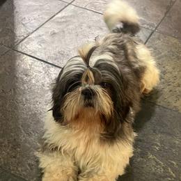 Estrella - Shih Tzu