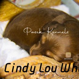 Dachshund Puppies from Pasek Kennels