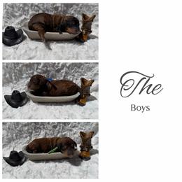 Boy 2 - Brown male Poodle puppy in Mc Bain, Michigan from The Dog House