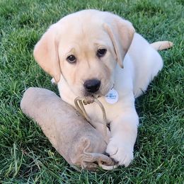 Labrador Retrievers from Regal Oaks Labradors