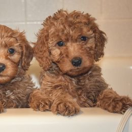 Bernedoodle, Goldendoodle, and Poodle Puppies from Florida Pumpkadoodles