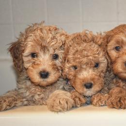 Bernedoodle, Goldendoodle, and Poodle Puppies from Florida Pumpkadoodles