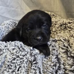 Male 3 - Black male Labrador Retriever puppy in Conway, Missouri from Patton's Triple Pine Farm