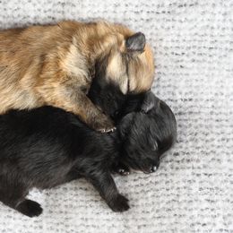 Chihuahuas and Pomeranians from PNW Designer Toy Breeds