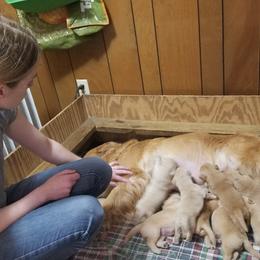 English Setter, Golden Retriever, and Gordon Setter Puppies from Katherine Lirette