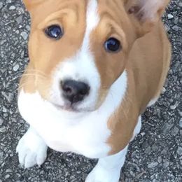 Basenjis from My African Gems