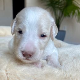 Nemo - Tri-color male Labradoodle puppy in San Antonio, Texas from I Love U Back Labradoodles, LLC