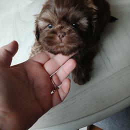 Buddy - Liver male Shih Tzu puppy in Brodnax, Virginia from KBs Shih Tzu Babies