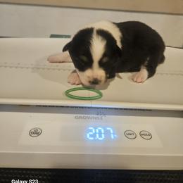 Boy 1 - male Australian Shepherd puppy in Wauneta, Nebraska from 4H Aussies