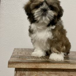 American Bully and Shih Tzu Puppies from HighLines Trusted Guardians & Companions