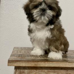 American Bully and Shih Tzu Puppies from HighLines Trusted Guardians & Companions