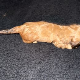 Dachshund Puppies from It’s just a wiener dachshund