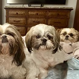 Shih Tzus from Svitlana Geist