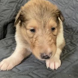 Kelly - Sable merle female Collie puppy in Yulee, Florida from Three Collie Farm