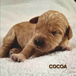 Cocoa - Apricot male Goldendoodle puppy in Hendersonville, Tennessee from Ben's Best Buddy Goldendoodles