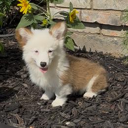 Fairy - Sable female Pembroke Welsh Corgi puppy in Decatur, Texas from Bar S Corgis