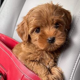 Australian Labradoodle Puppies from Lake Breeze Labradoodles