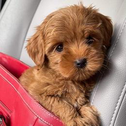 Australian Labradoodle Puppies from Lake Breeze Labradoodles