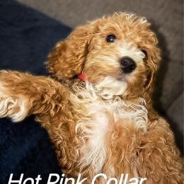 Hot Pink Female - rio de janeiro,  Brazel - Phantom female Goldendoodle puppy in Eunice, Louisiana from Maison De Pawz