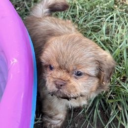 Pup 3 - Liver male Shih Tzu puppy in Clifton Springs, New York from Whispering Winds Charmed Hollow