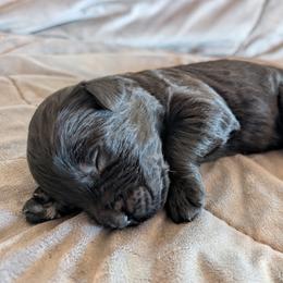 AKC MAGNUS - Black male Giant Schnauzer puppy in Tombstone, Arizona from Vanguard Giants